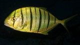 Gnathanodon speciosus Koganeshima-aji コガネシマアジ 少年 ニューカレドニア