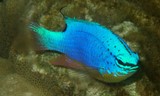Chrysiptera taupou South Seas devil Fish Caledonian Lagoon reef Identification Pomacentrinae Pomacentridae
