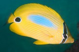 Chaetodon plebeius Poisson-papillon à tache bleue Nouvelle-Calédonie lagon récif
