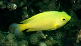 Pomacentrus moluccensis lemon damsel damselfish New Caledonia underwater species Perciformes