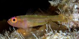 Trimma hamartium Mistaken Pygmy Goby New Caledonia red iris with four yellow spots
