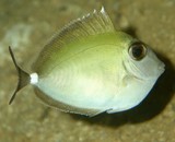 Naso annulatus White margin unicornfish juvenile New Caledonia Fish underwater collection