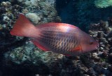 Scarus frenatus Bridled parrotfish New Caledonia female reddish red fin