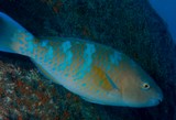 Scarus ghobban Blue-barred parrotfish New Caledonia dull orange-yellow with five incomplete blue bars on the body