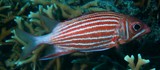 Sargocentron diadema Écureuil diadème poisson Nouvelle-Calédonie Holocentridae