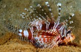 Dendrochirus zebra Lionfish Pteroinae Scorpaenidae New Caledonia fish lagoon reef marine underwater fauna