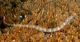 Corythoichthys schultzi Guilded schultz' pipefish New Caledonia underwater fauna aquarium Syngnathiformes order