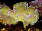 Antennarius commerson giant frogfish yellow sunburnt country wreck New Caledonia