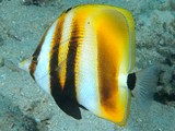 Coradion altivelis High-fin butterflyfish coralfish New Caledonia fish lagoon