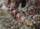 Synodus binotatus Aulopiformes Two-spot lizard fish New Caledonia fish lagoon reef