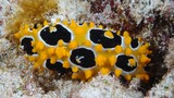 Phyllidia ocellata widely distributed Indo-West Pacific Ocean New Caledonia nudibranch 