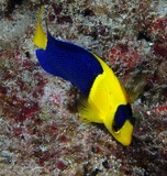 Centropyge bicolor angelfish Black and gold angel-fish Blue and gold angelfish Two colored angelfish fish New Caledonia
