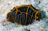 sea slug dorid nudibranch reticulidia halgerda gastropod mollusk phyllidiidae New Caledonia