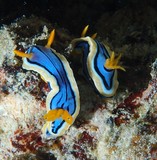 Chromodori elisabethina nudibranche Nouvelle-Caledonie bleue et jaune