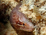 Gymnothorax zonipectis Murène à nageoire rayée Nouvelle-Calédonie essentiellement nocturne