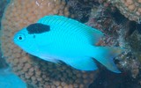 Anilocra parasit fish male female