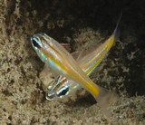 Ostorhinchus cyanosoma Goldenstriped cardinalfish juvenil New Caledonia identification