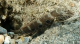 Cryptocentrus strigilliceps Target prawn-goby New Caledonia underwater camera fish lagoon
