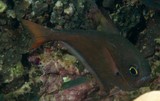 Pempheris oualensis balayeur argenté poisson hachette Nouvelle-Calédonie faune sous-marine tache noire caractéristique de l'espèce