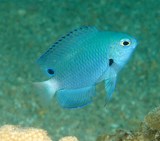 Pomacentrus nagasakiensis Blue-scribbled damsel New Caledonia Adults are found in sandy areas of both lagoon and seaward reefs