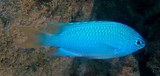 Pomacentrus pavo sapphire damsel caledonian lagoon fish New Caledonia