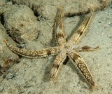 Luidia savignyi Seven armed starfish New Caledonia underwater fauna