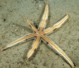 Luidia savignyi Luidia épineuse Nouvelle-Caledonie étoile de mer photographie sous-marine