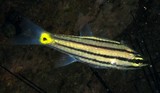 Cheilodipterus quinquelineatus Apogon à cinq lignes Nouvelle-Calédoie poisson du lagon
