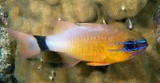 Ostorhinchus aureus golden cardinalfish New Caledonia lagoon reef fish
