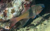 Taeniamia leai Lea's cardinalfish New Caledonia marine fauna biodiversity