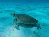 Chelonia mydas Green sea turtle New Caledonia lagoon reef