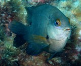 Stegastes nigricans black damsel New Caledonia Coral Sea island fish identification tools