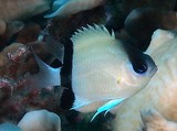 Pycnochromis retrofasciatus Kuroobi-suzumedai クロオビスズメダイ ニューカレドニア