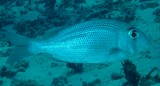 Gymnocranius superciliosus Eyebrowed large-eye bream New Caledonia fish