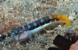 Ecsenius bicolor Blennie bicolore poisson Nouvelle-Calédonie lagon récif
