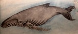 Programme de recherche scientifique japonais sur les baleines Musée national de Tokyo Japon