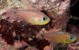 Taeniamia fucata Painted cardinalfish fish New Caledonia apogonidae