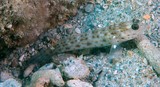 Ctenogobiops aurocingulus Gobiinae gobie de Nouvelle-Calédonie poisson sable lagon