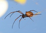 anthomologiste latreille araignée insecte morsure danger