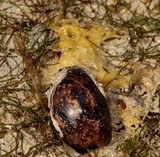 Bulla mabilei genus hermaphrodite sea snail opisthobranch gastropod mollusc herbivorous New Caledonian lagoon