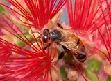 apis mellifera ligustica abeille butinant une fleur rouge Nouvelle-Calédonie
