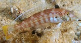 Parapercis snyderi Snyder's grubfish New Caledonia fish Sandperch