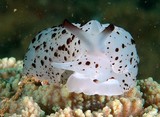 Berthella martensi sea slug marine gastropod mollusk family Pleurobranchidae Indo-West Pacific New Caledonia