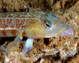 Parapercis xanthozona Yellowspot grubfish New Caledonia Males have narrow diagonal lines on the cheek