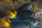 Neopomacentrus azysron Orange-tailed damsel-fish New Caledonia group fish