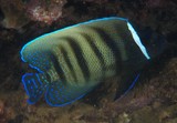 Pomacanthus sexstriatus Poisson-ange à six bandes Nouvelle-Calédonie poisson lagon Calédonien récif aquarium Nouméa