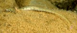 Corythoichthys conspicillatus Reticulate Pipefish New Caledonia