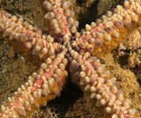Echinaster callosus Asteroide Echinoderme Banded bubble star New Caledonia fish indentification