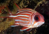 Sargocentron rubrum Red squirrelfish redcoat Scarlet-tailed squirrel-fish underwater fauna New Caledonia