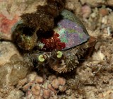 Dardanus deformis Pale Anemone Hermit Crabs New Caledonia description marine fauna